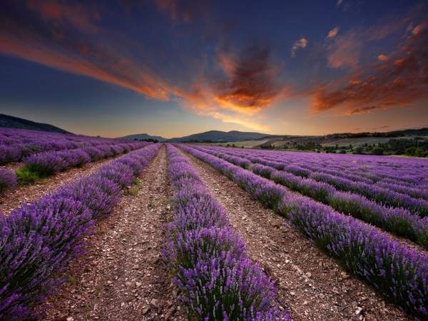 Lavender fields at dawn Vaucluse, Provence, France