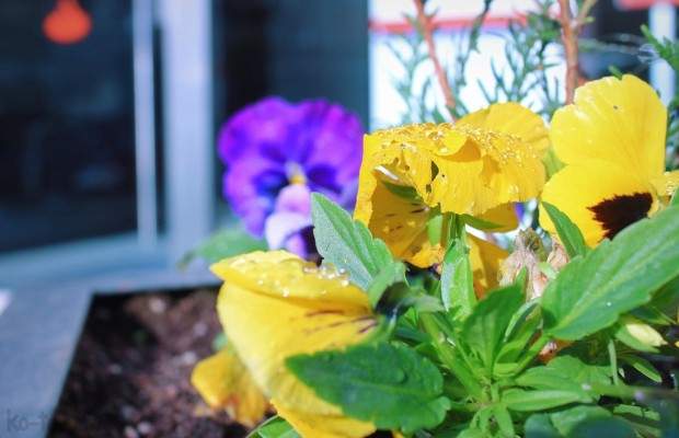 Flowers pansies